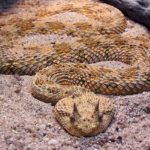 Horned-Viper-facts