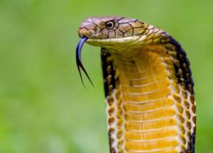 king cobra facts