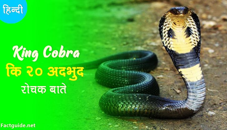 किंग कोबरा के बारे में 20 रोचक तथ्य | King Cobra Facts in Hindi