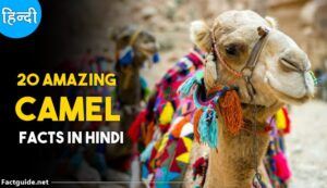 camel facts in hindi