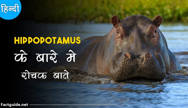 दरियाई घोड़े के बारे में 10 रोचक तथ्य | Hippopotamus Facts In Hindi