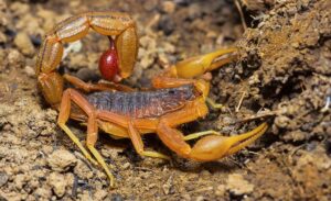 indian red scorpion