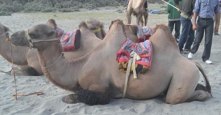 amazing facts about camel in hindi