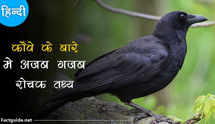 कौवे के बारे में 15 रोचक तथ्य | Crow facts in hindi