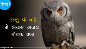 owl facts in hindi
