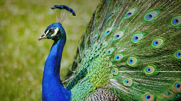 peacock facts in hindi