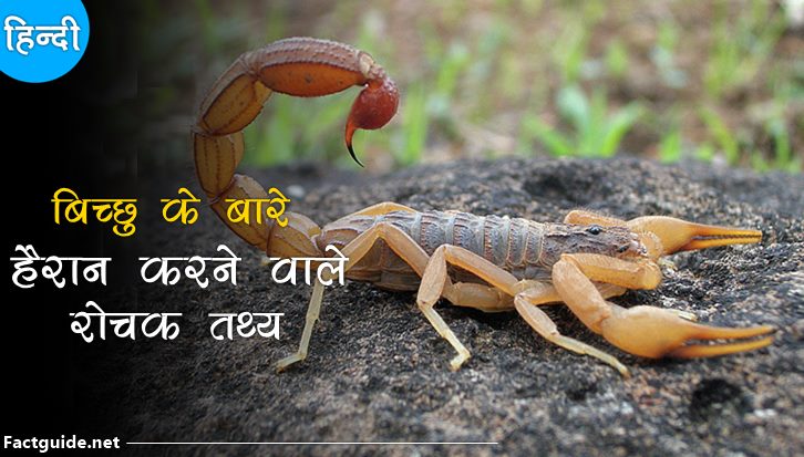 बिच्छू के बारे में 10 रोचक तथ्य | Scorpion facts in hindi