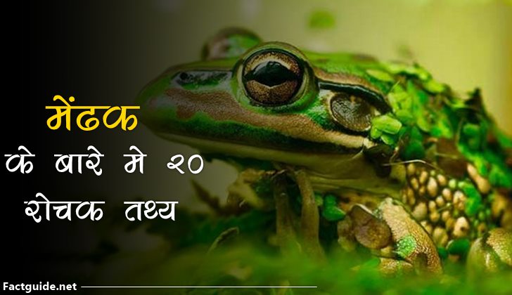 मेंढक के बारे में 20 रोचक तथ्य | Frog Facts In Hindi