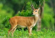deer facts in hindi