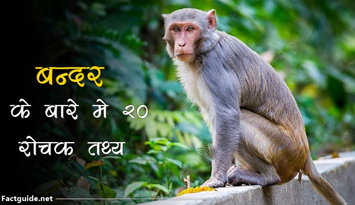 बंदर के बारे में 20 रोचक तथ्य | Monkey Facts In Hindi