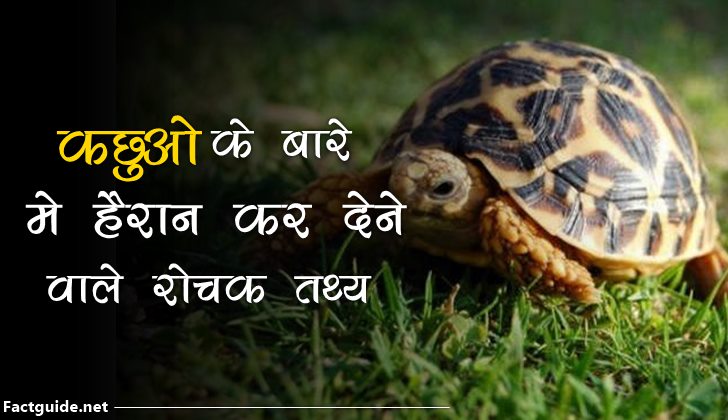 कछुओं के बारे में 16 रोचक तथ्य  | Turtle Facts In Hindi