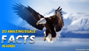 eagle facts in hindi