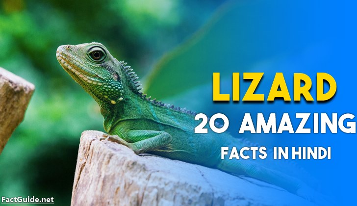 छिपकली के बारे 17 में रोचक तथ्य | Lizard facts in Hindi 