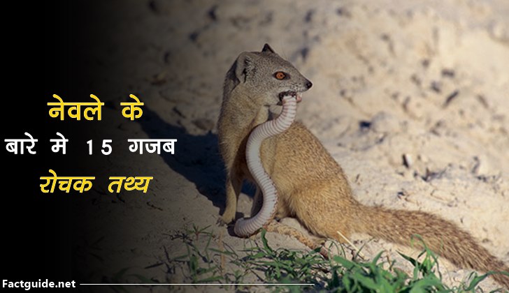 नेवले के बारे में 15 रोचक तथ्य | Mongoose Facts In Hindi