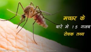mosquito facts in hindi