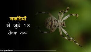 spider facts in hindi