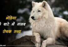 wolf facts in hindi