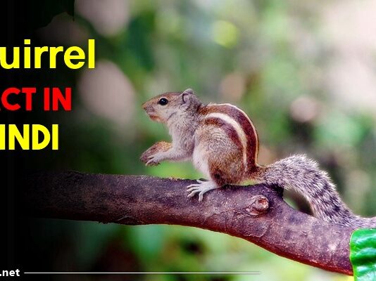 squirrel facts in hindi