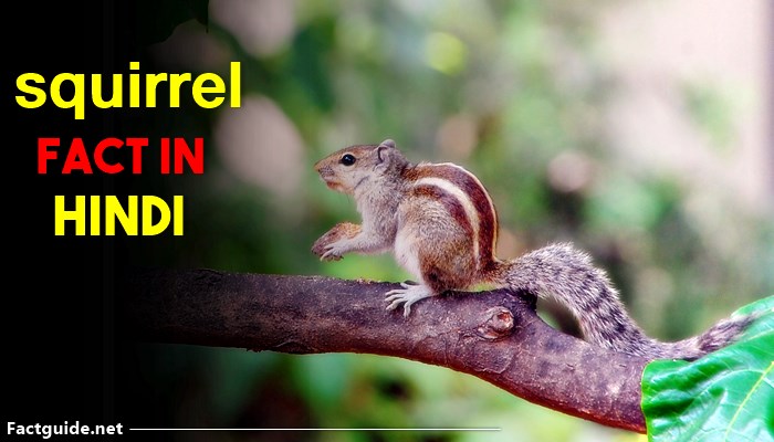 गिलहरी के बारे में 15 रोचक तथ्य | Squirrel Facts In hindi