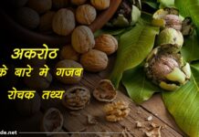 walnut information in hindi