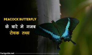 common peacock butterfly facts