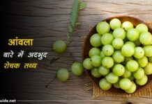 gooseberry facts In hindi