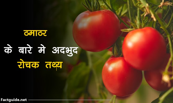 टमाटर के बारे में 18 रोचक तथ्य | Facts about tomato in hindi