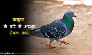 Pigeon Facts In Hindi