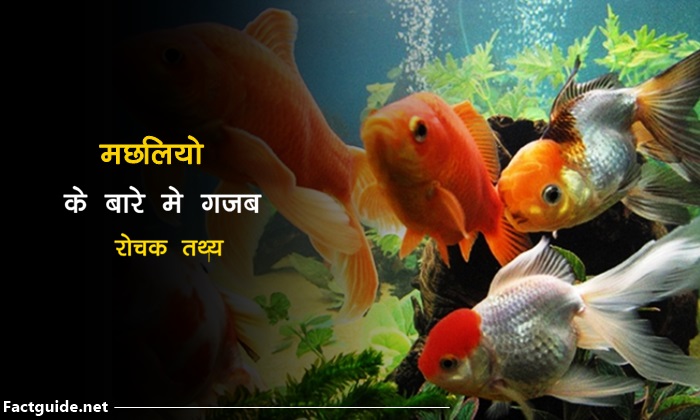 मछलियों के बारे में रोचक तथ्य | Fish Facts In Hindi