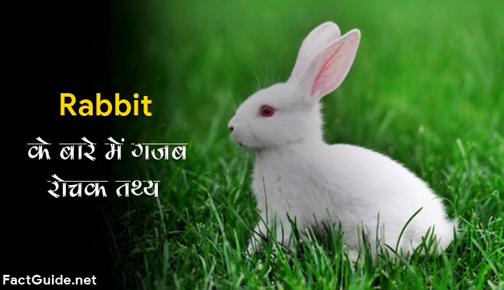 rabbit facts in hindi