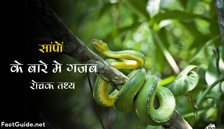 Snake Facts In Hindi. साँपो के बारे में 25 रोचक तथ्य