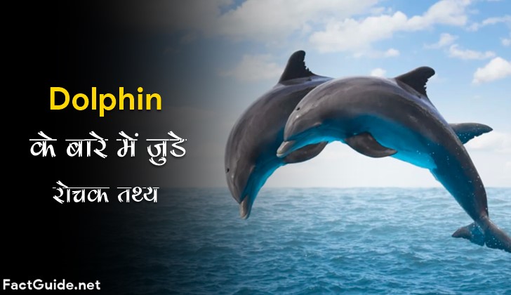 डॉल्फिन के बारे में 27 रोचक जानकारी ! Dolphin Facts In Hindi