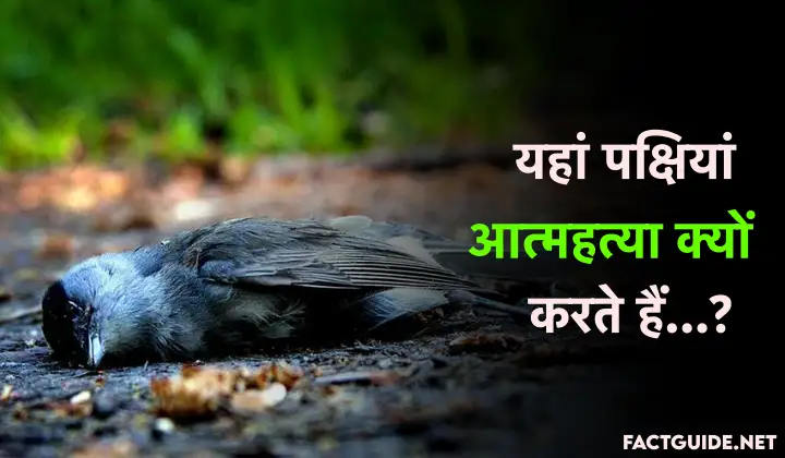 यहां पक्षियां आत्महत्या करते है. Jatinga Birds suicide place in Hindi